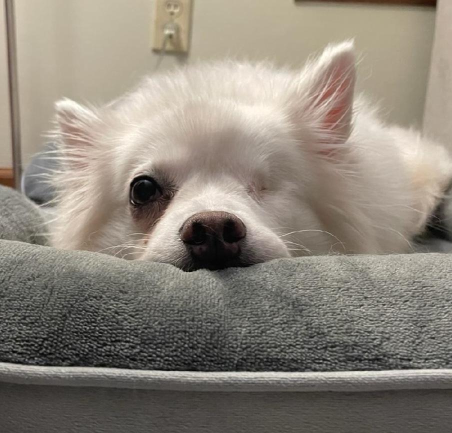 Darla - Special Needs/St. Louis, MO, a ADOPTABLE American Eskimo Dog in Saint Louis, MO image 2/6