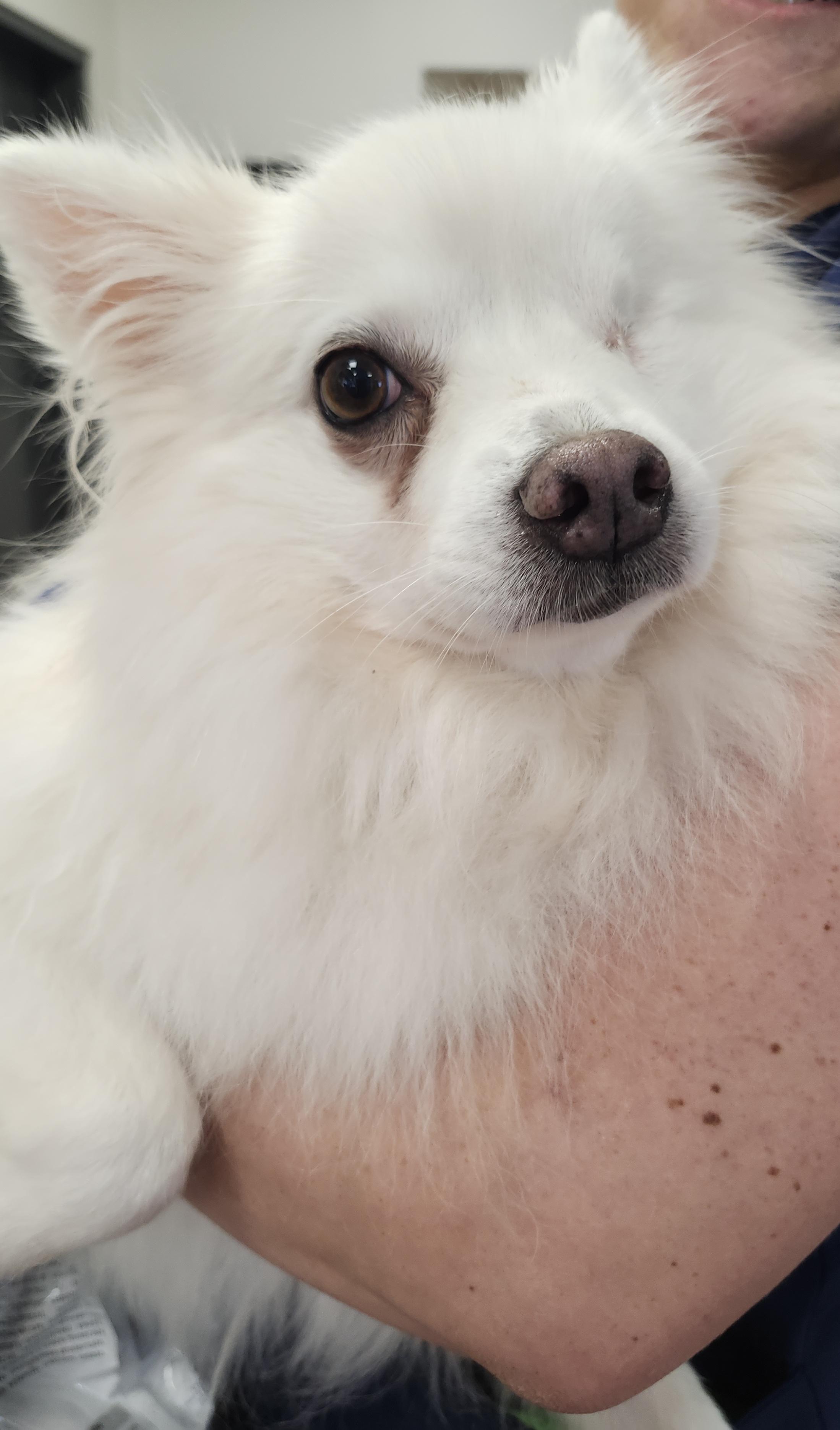Enlarge Darla - Special Needs/St. Louis, MO, a Adoptable American Eskimo Dog in Saint Louis, MO image 4/5