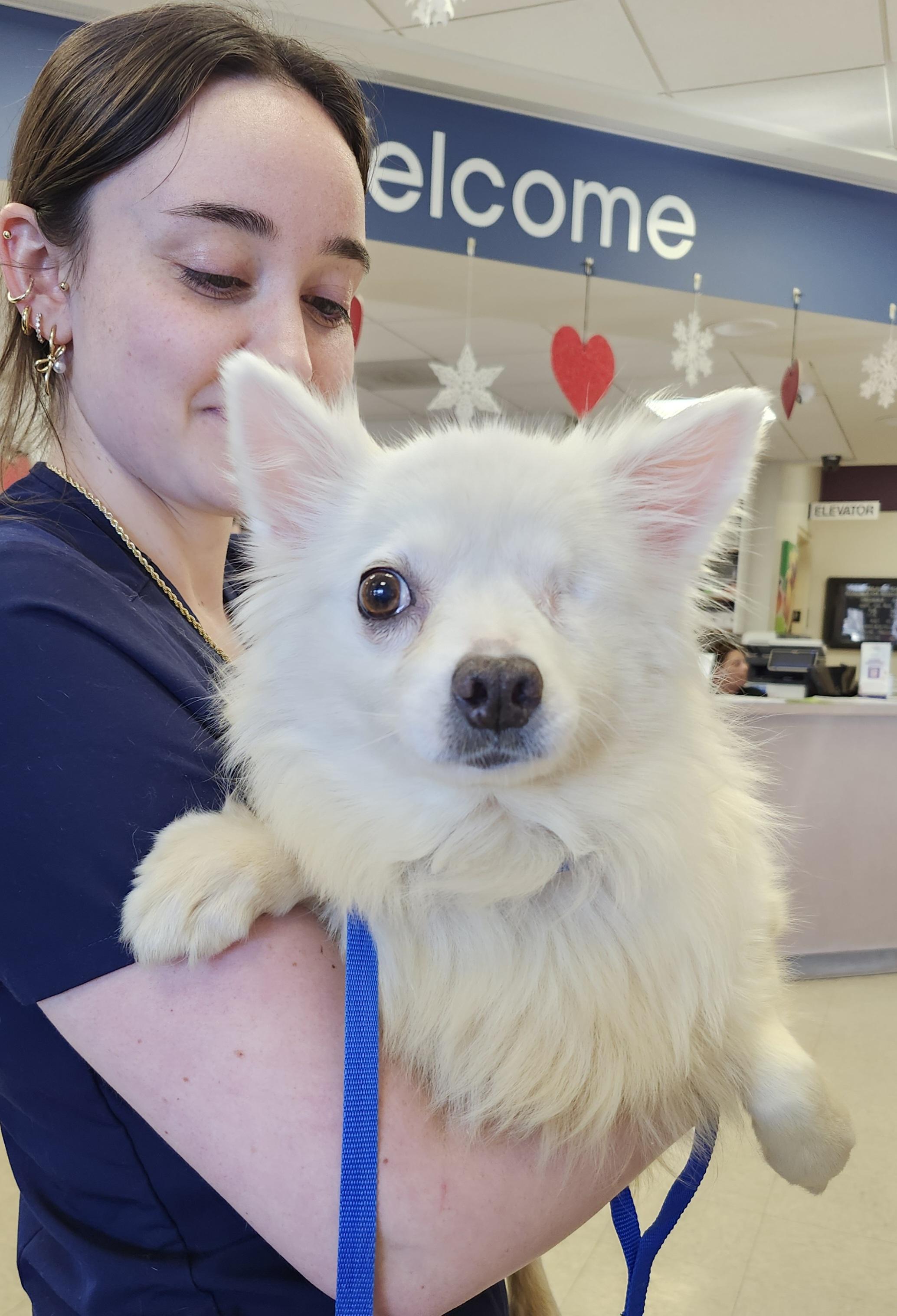 Darla - St. Louis, MO, a ADOPTABLE American Eskimo Dog in Saint Louis, MO image 6/6