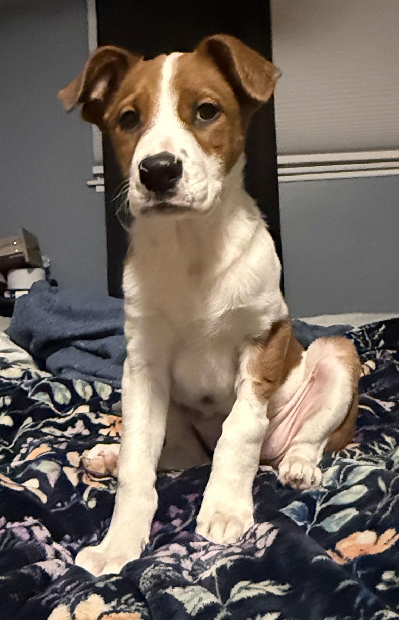 Maize 26, Adoptable, Puppy Female Labrador Retriever.