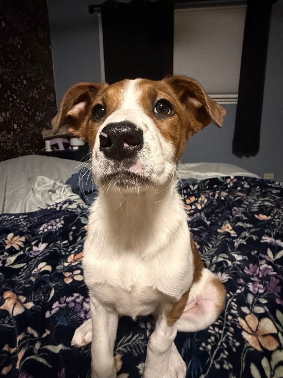Enlarge Maize 26, a Adoptable Labrador Retriever in Hillside, IL image 2/3