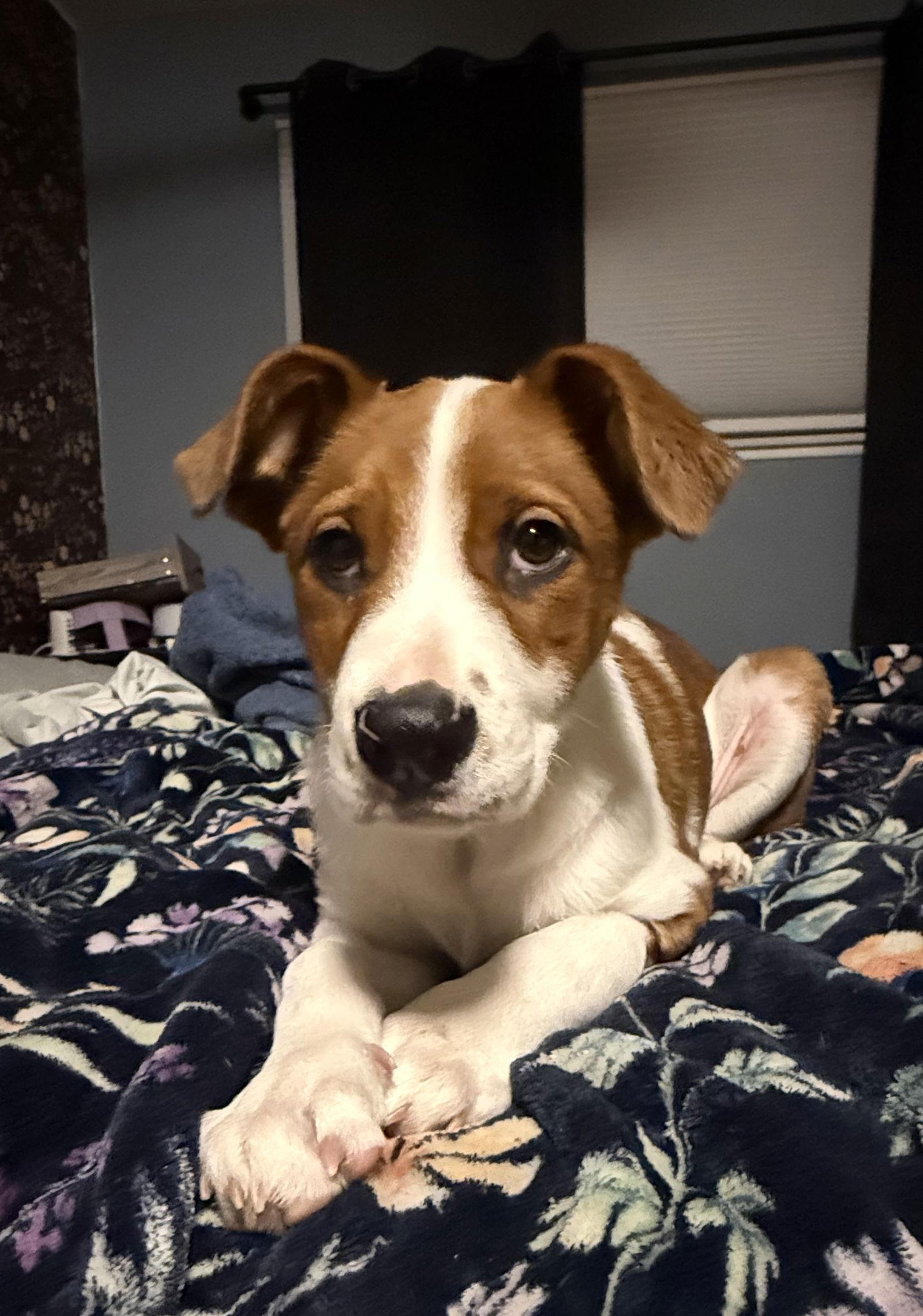 Enlarge Maize 26, a Adoptable Labrador Retriever in Hillside, IL image 3/3