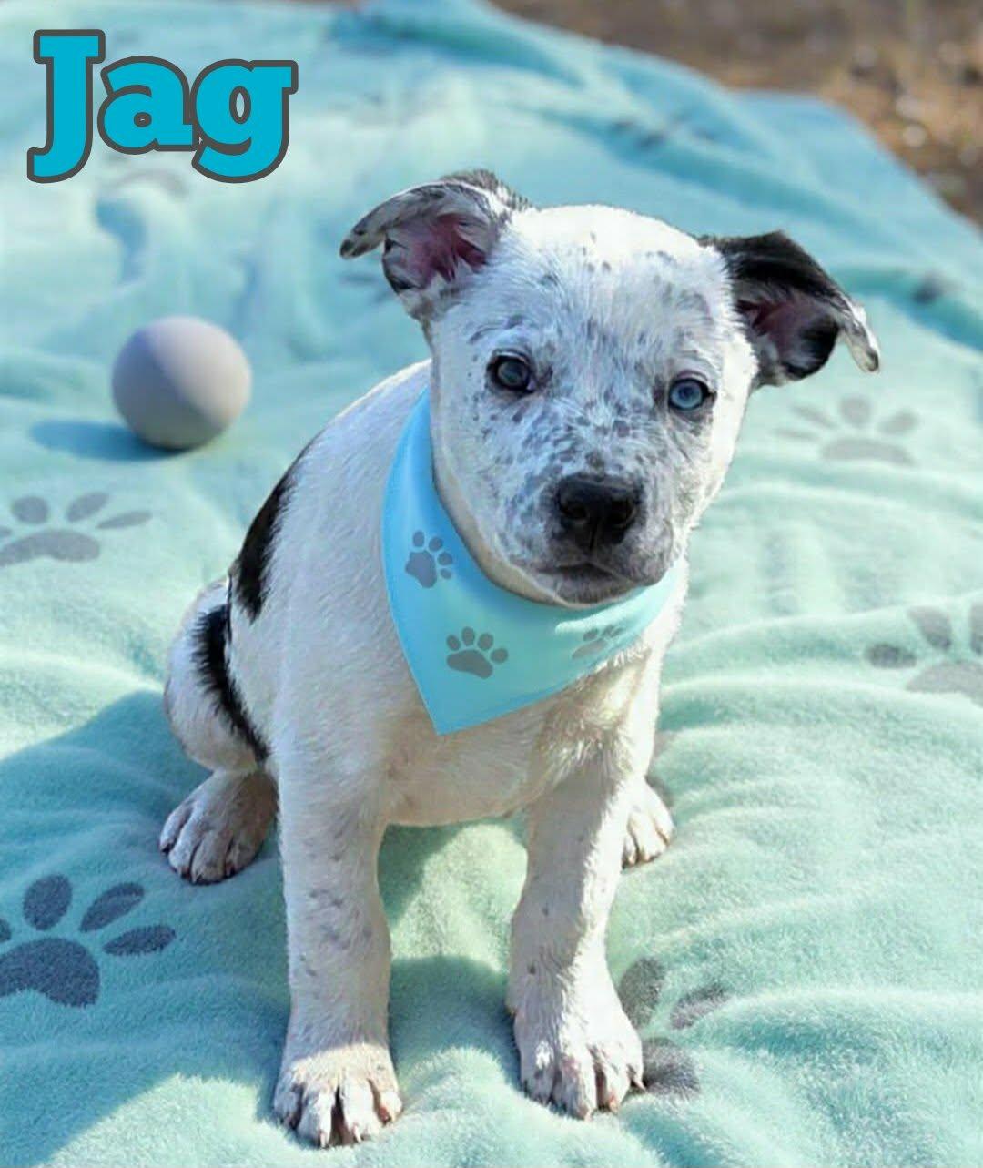 Jag, ADOPTABLE, Puppy Male Bulldog & Pit Bull Terrier.
