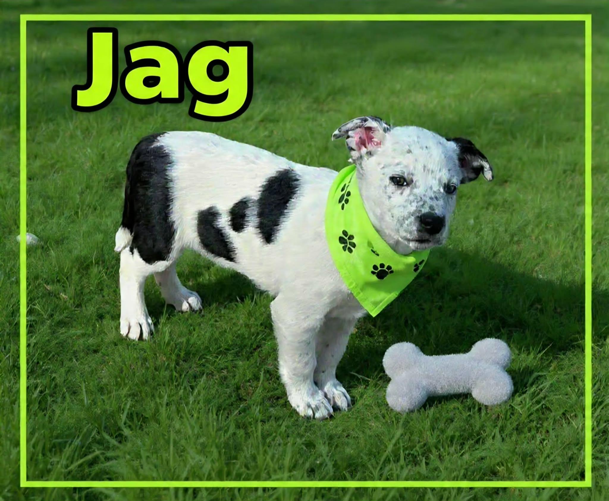 Jag, a ADOPTABLE mixed breed in Grove, OK image 3/4