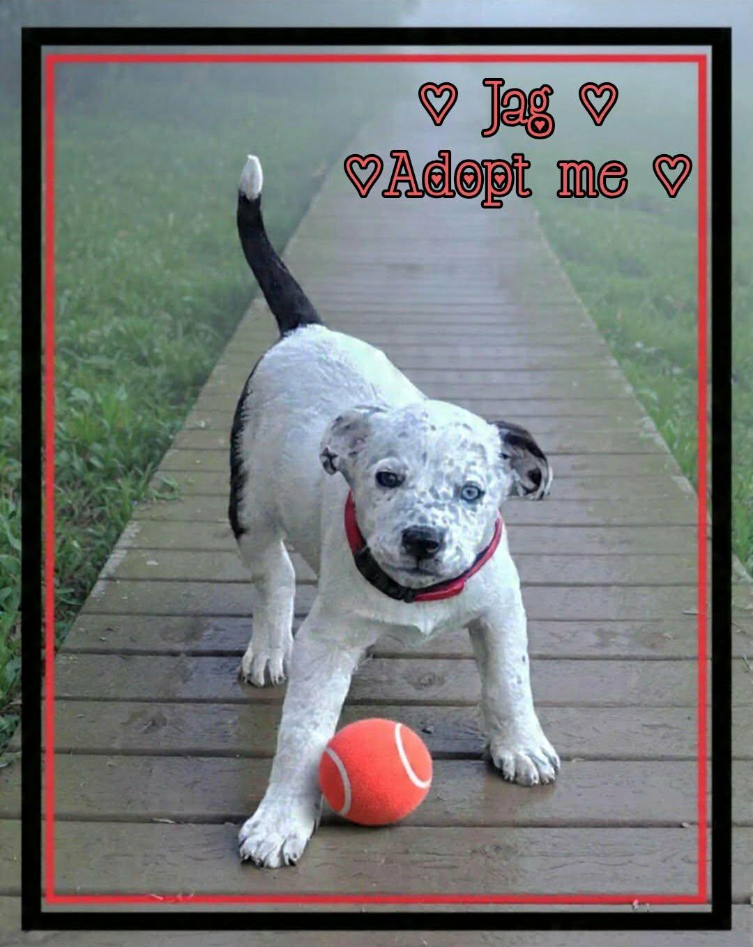 Jag, a ADOPTABLE mixed breed in Grove, OK image 4/4