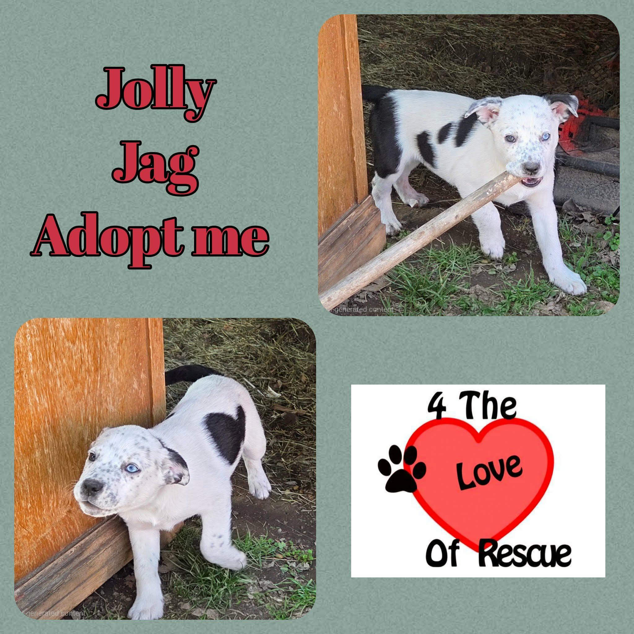 Jag, a ADOPTABLE mixed breed in Grove, OK image 2/4