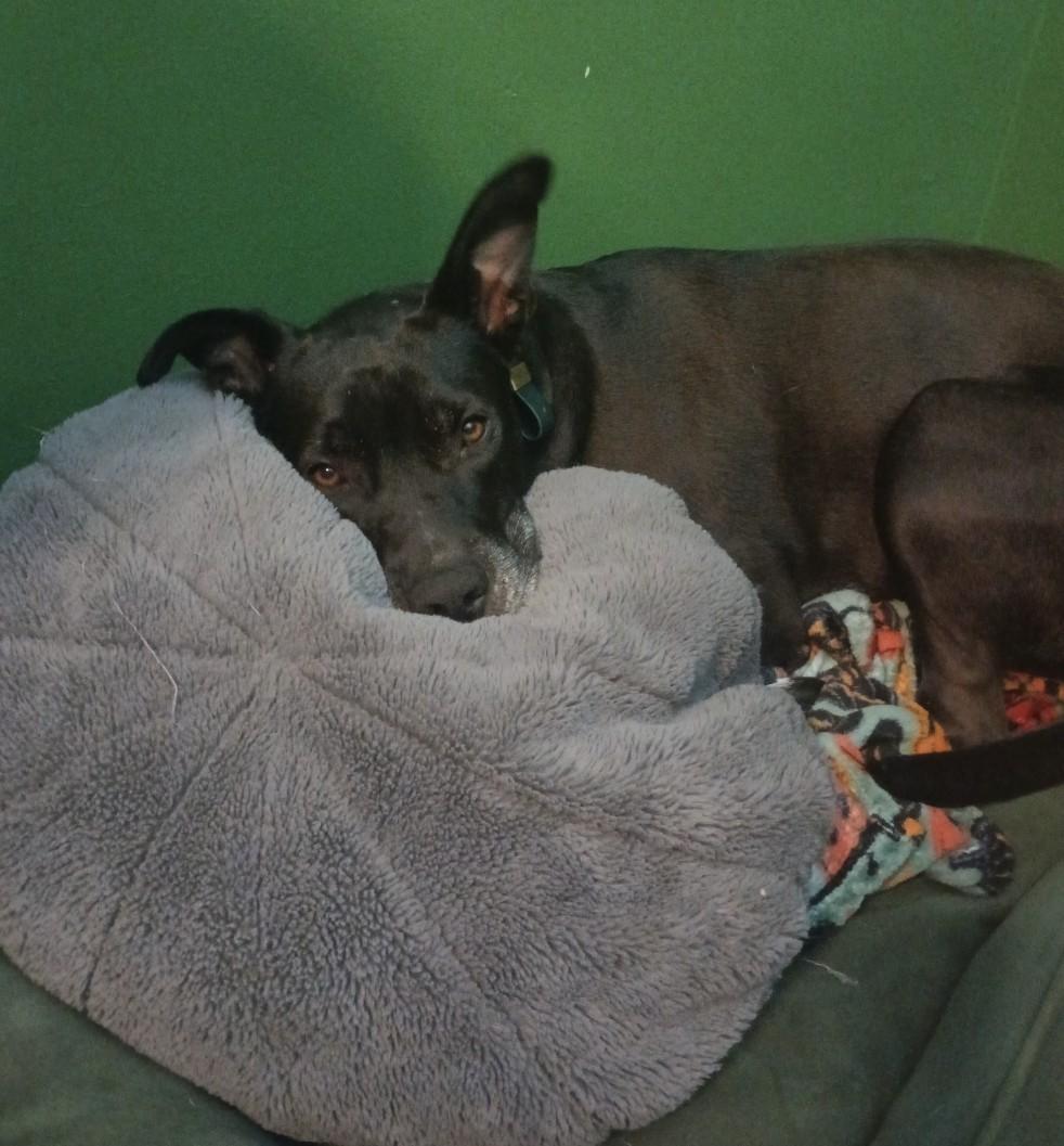 Stormy, a Adoptable mixed breed in South Plainfield, NJ image 5/6