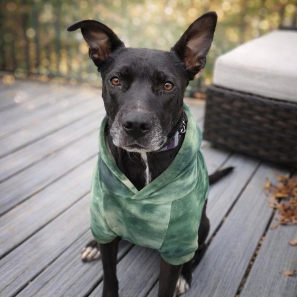 Enlarge Stormy, a Adoptable mixed breed in South Plainfield, NJ image 2/5