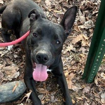 Stormy, a Adoptable mixed breed in South Plainfield, NJ image 1/6