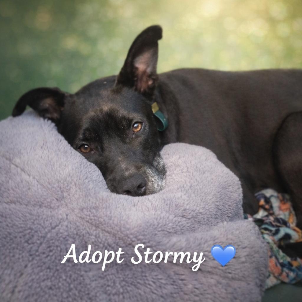 Stormy, Adoptable, Adult Female Terrier & Shepherd.