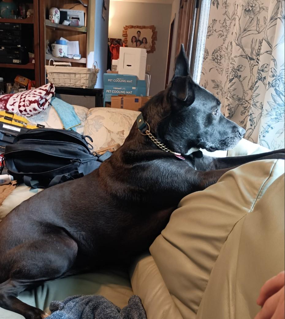 Stormy, a Adoptable mixed breed in South Plainfield, NJ image 4/6