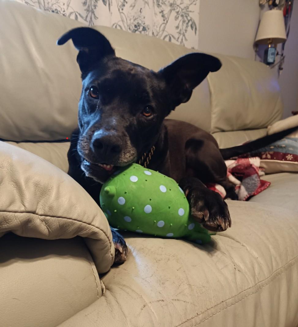 Stormy, a Adoptable mixed breed in South Plainfield, NJ image 2/6