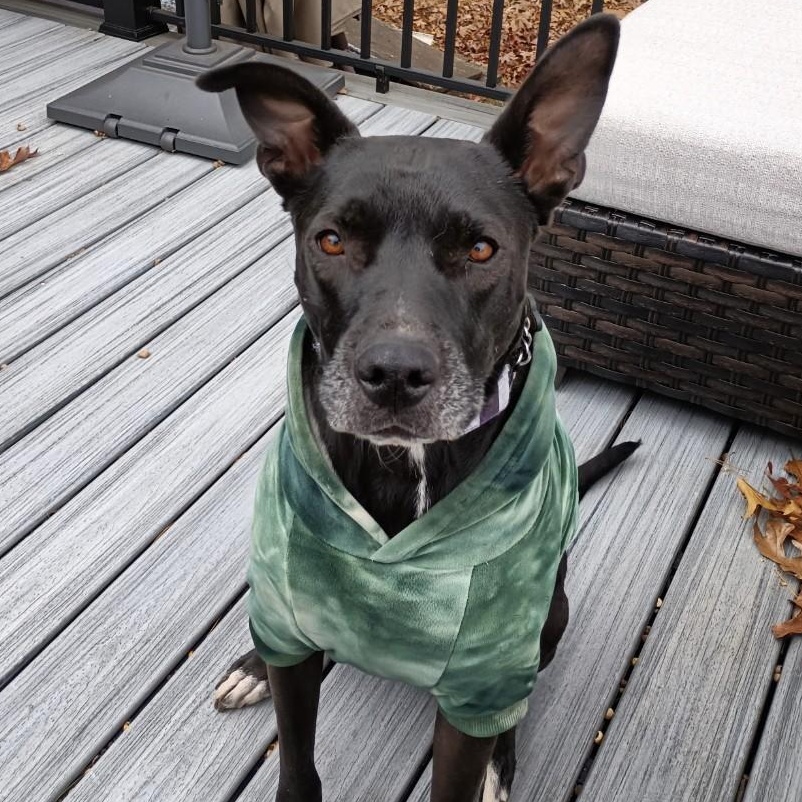 Enlarge Stormy, a Adoptable mixed breed in South Plainfield, NJ image 1/6