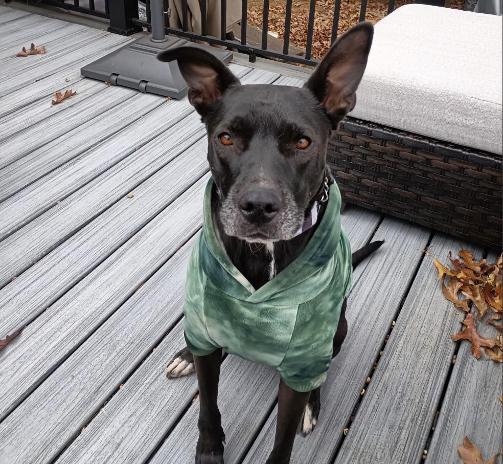 Stormy, a Adoptable mixed breed in South Plainfield, NJ image 6/6