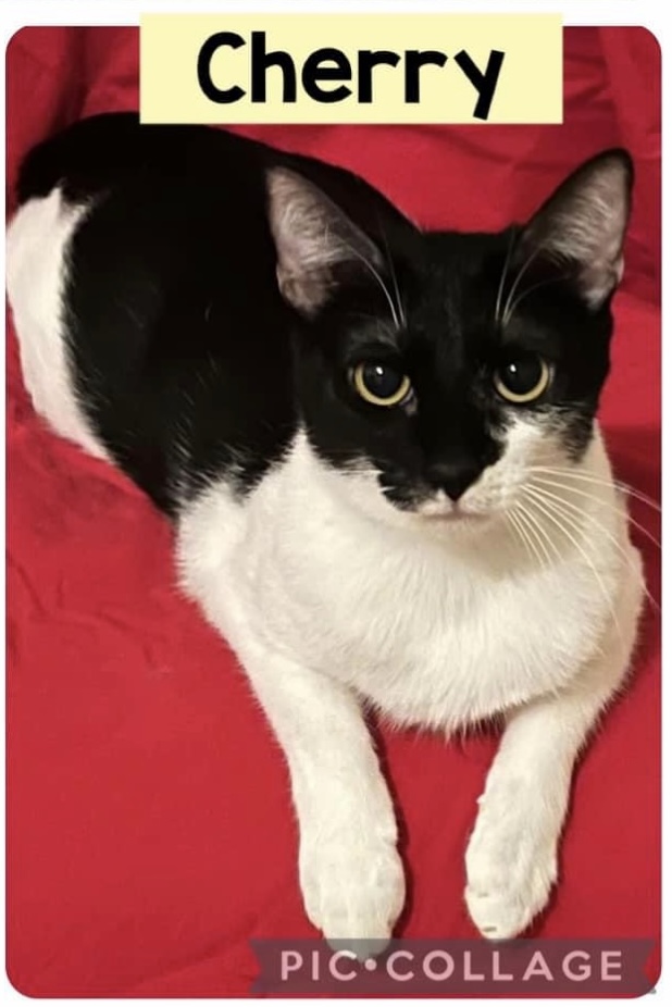 Enlarge Cherry, a Adoptable mixed breed in Arlington, TX image 1/1