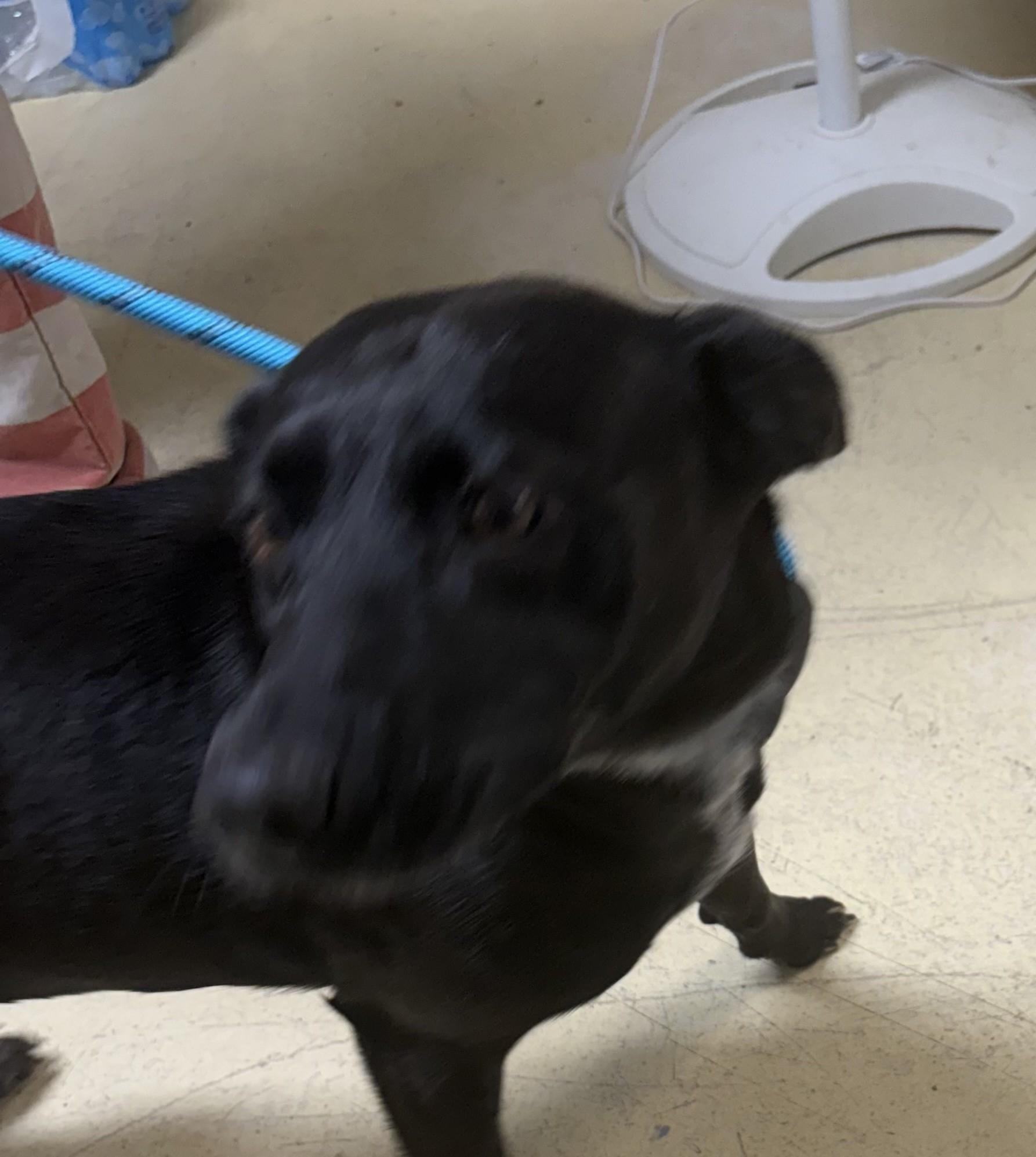 Enlarge LUNA, a Adoptable mixed breed in Paris , TN image 1/2