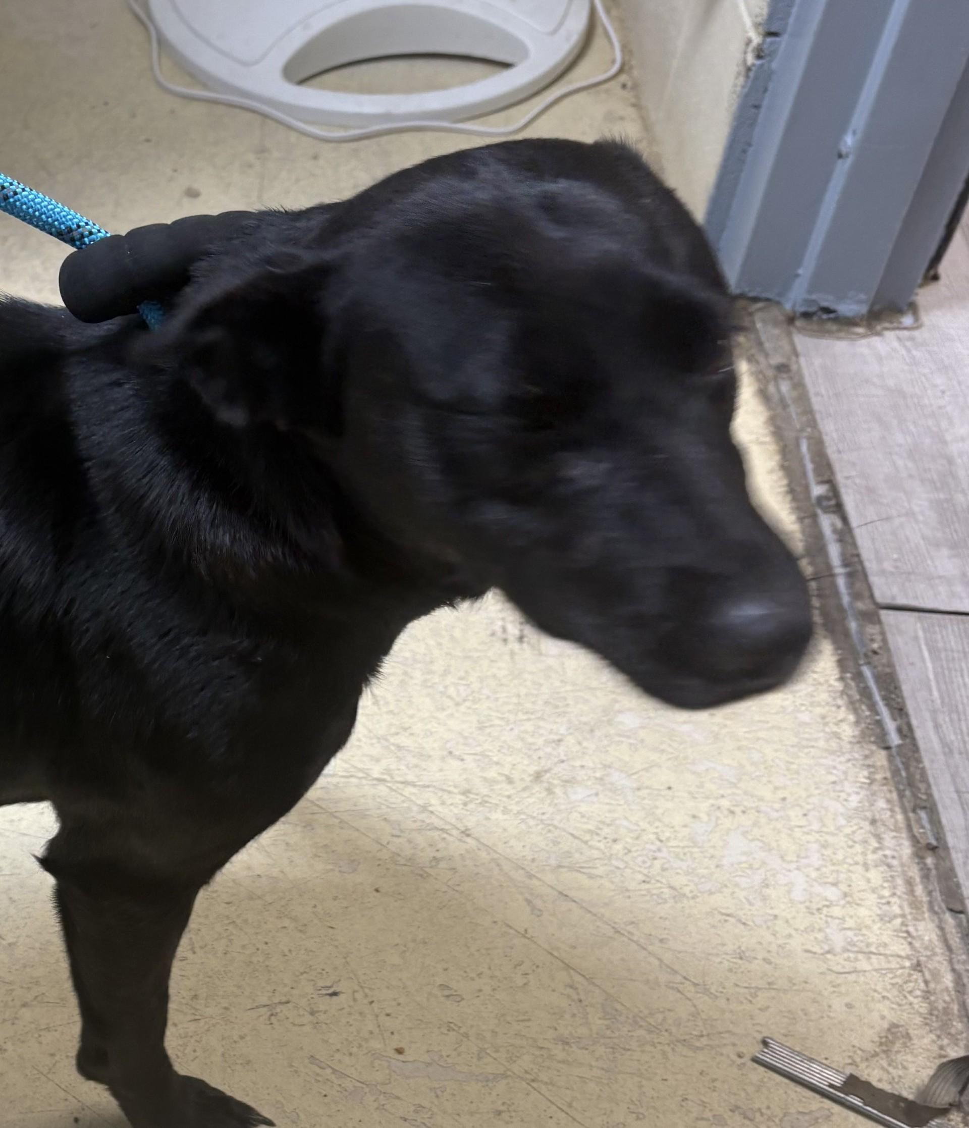 Enlarge LUNA, a Adoptable mixed breed in Paris , TN image 2/2