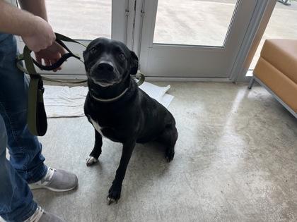 Pepper, a Adoptable mixed breed in Fort Worth, TX image 2/5