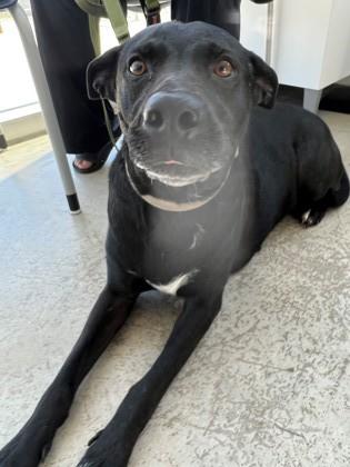 Enlarge Pepper, a Adoptable mixed breed in Fort Worth, TX image 2/2