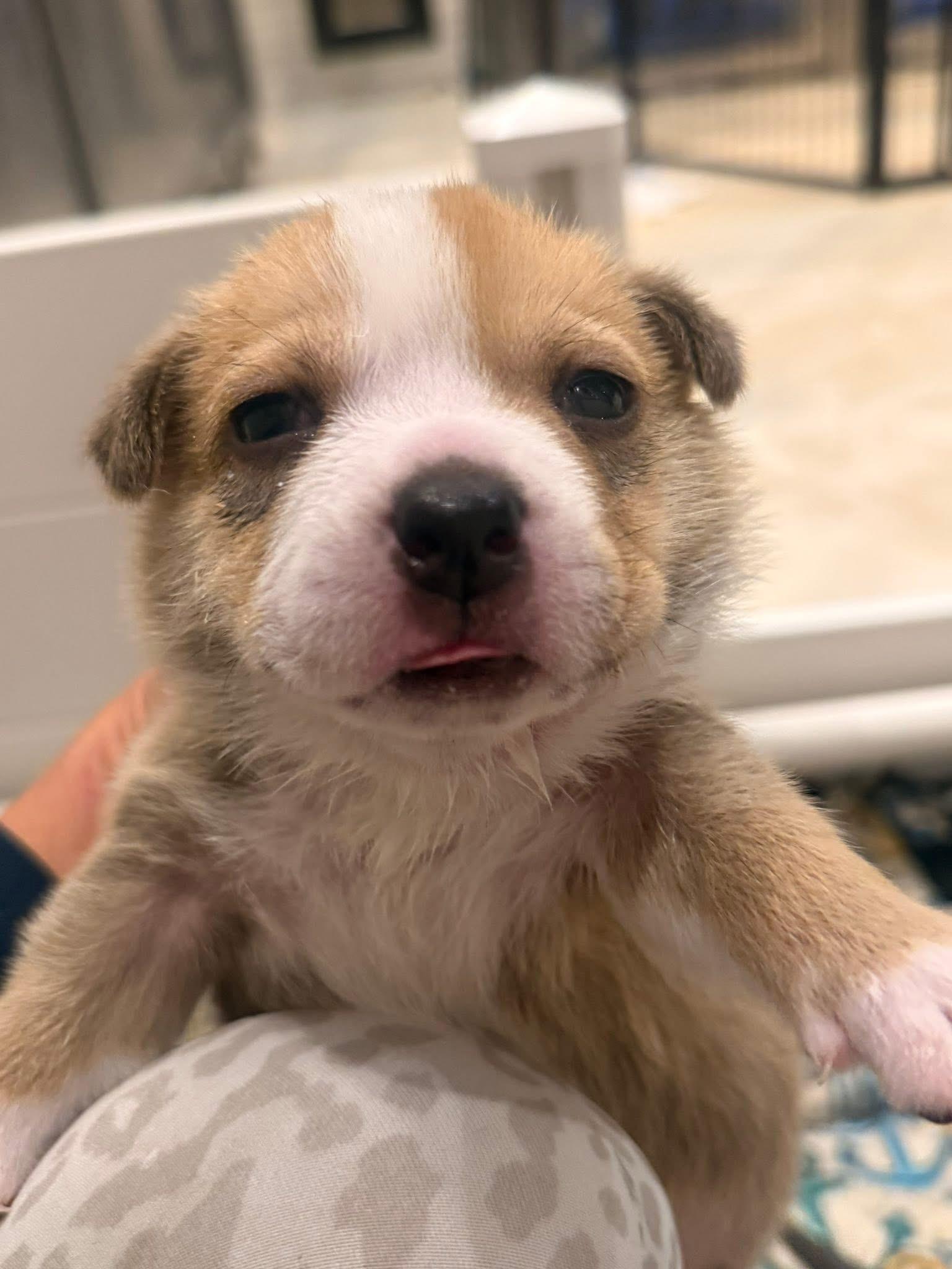 Sandy (Orphan Annie litter), an adopted mixed breed in Mount Juliet, TN image 4/4
