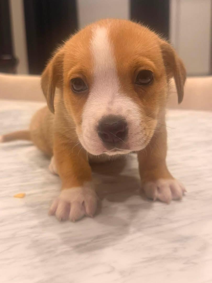 Sandy (Orphan Annie litter), an adopted mixed breed in Mount Juliet, TN image 1/4