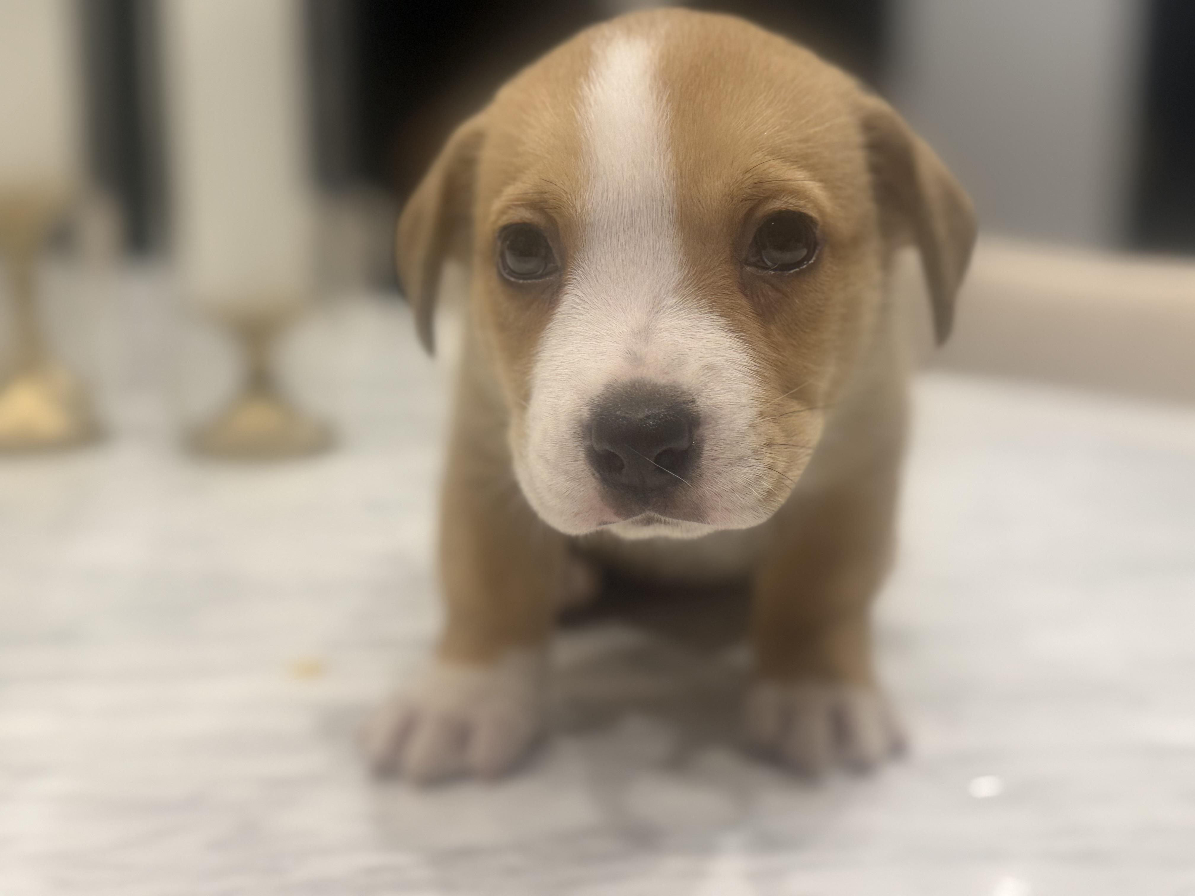 Sandy (Orphan Annie litter), an adopted mixed breed in Mount Juliet, TN image 3/4