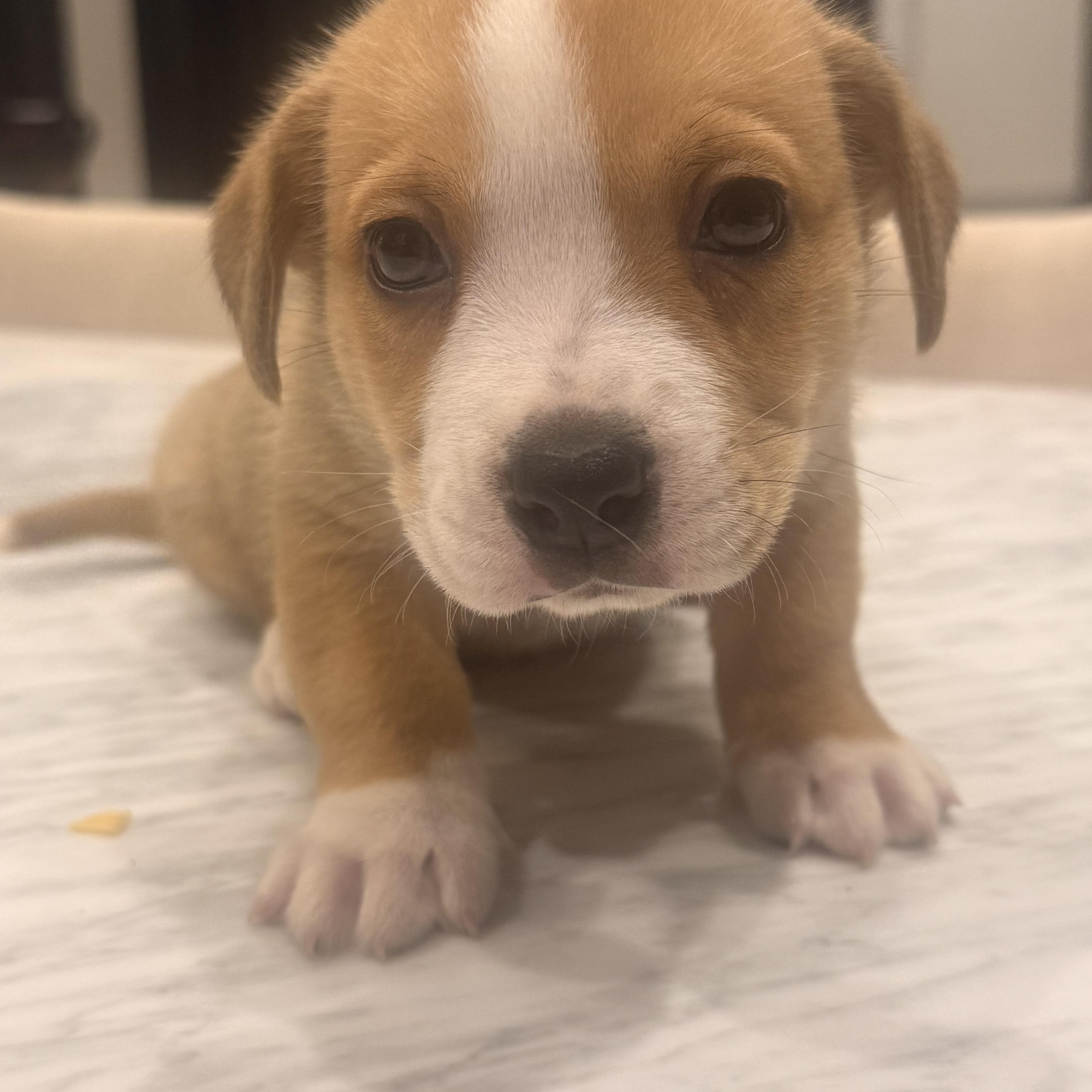 Sandy (Orphan Annie litter), an adopted mixed breed in Mount Juliet, TN image 2/4