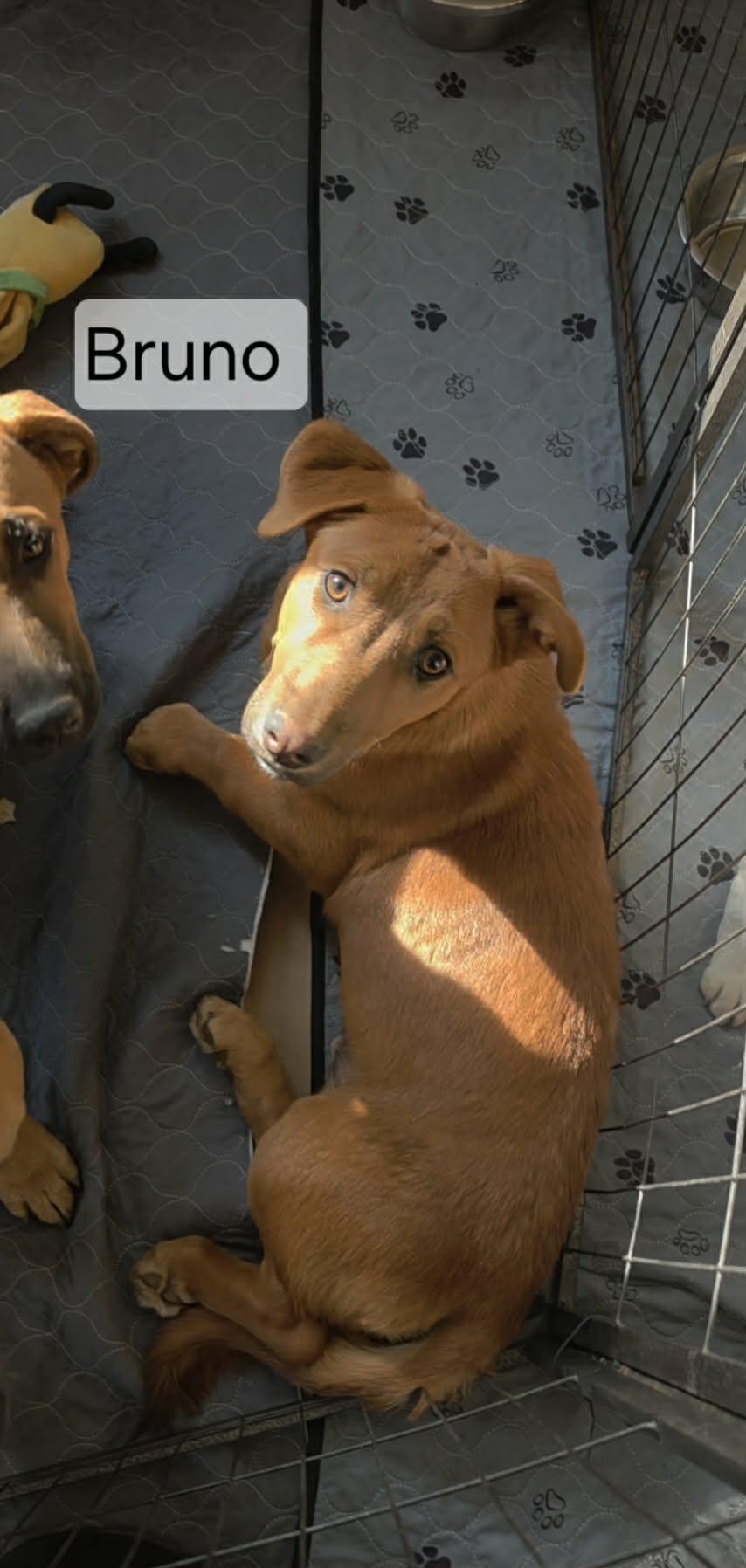 Enlarge Bruno, a ADOPTABLE mixed breed in Union Grove, WI image 1/3