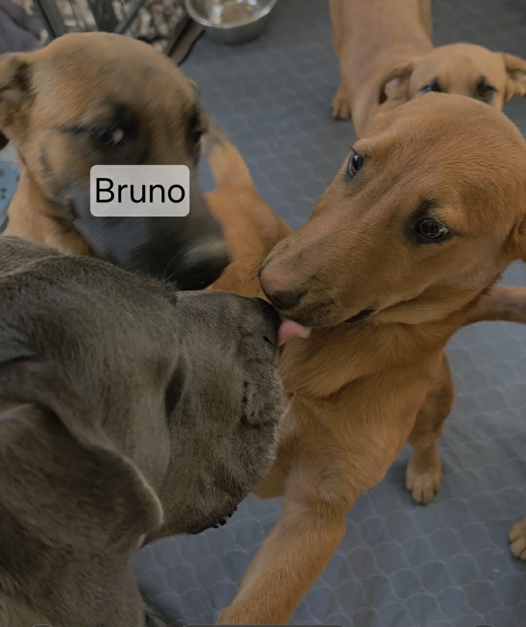 Enlarge Bruno, a ADOPTABLE mixed breed in Union Grove, WI image 2/3