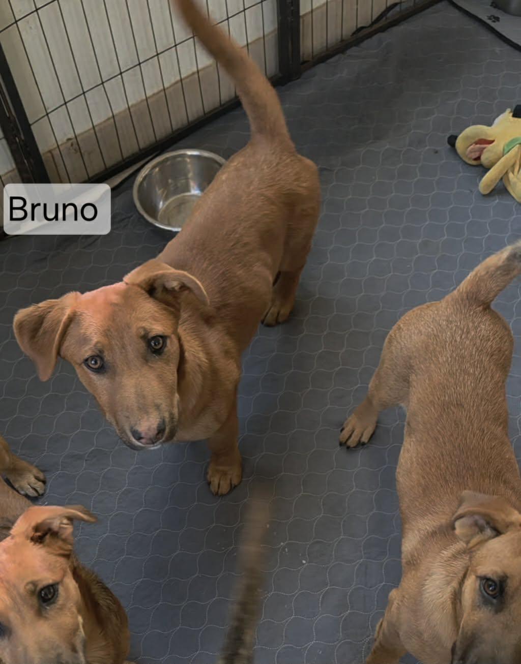 Enlarge Bruno, a ADOPTABLE mixed breed in Union Grove, WI image 3/3