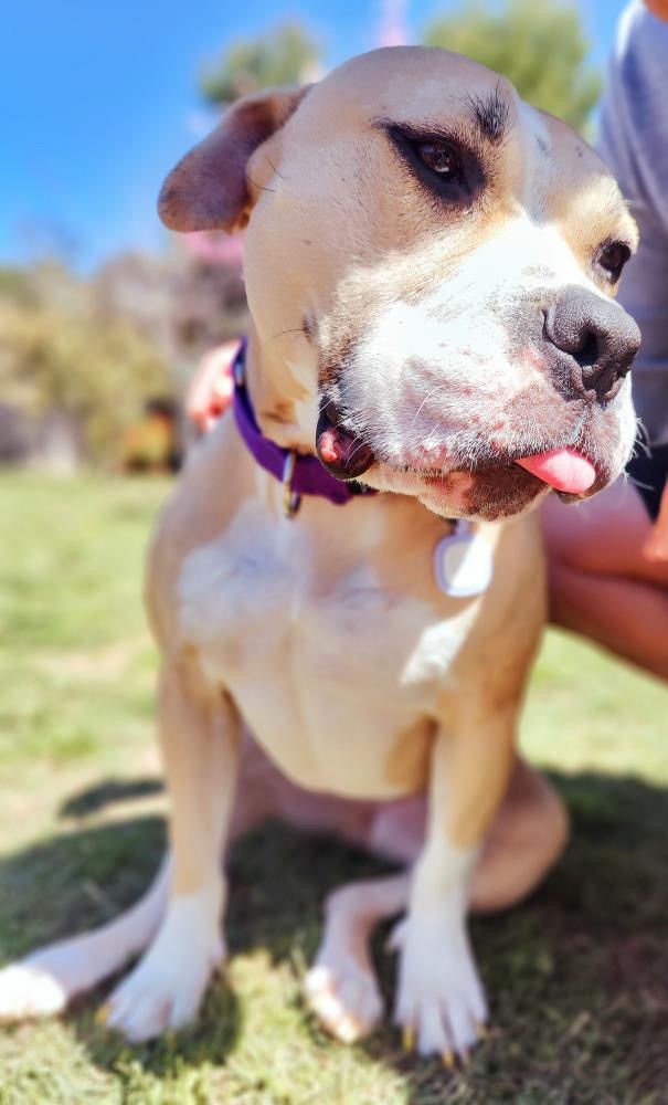 Honey, a Adoptable American Staffordshire Terrier in Claremont, CA image 1/8