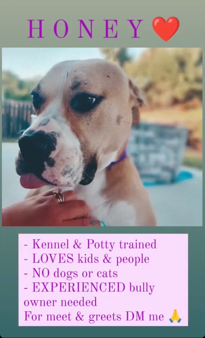 Honey, a Adoptable American Staffordshire Terrier in Claremont, CA image 2/8