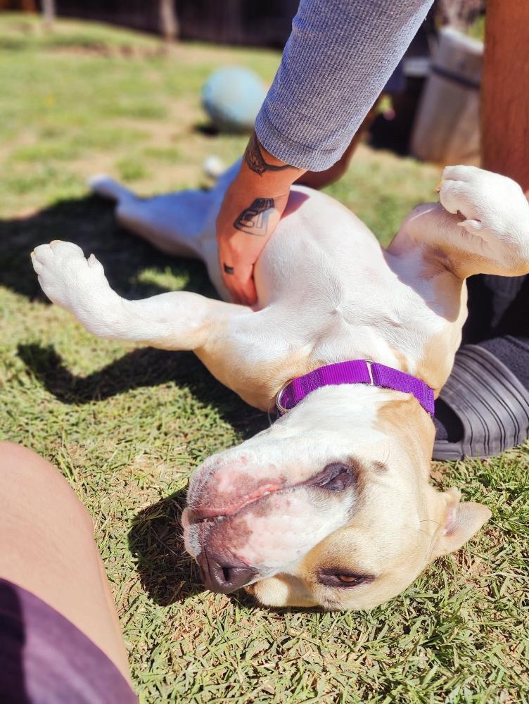 Honey, a Adoptable American Staffordshire Terrier in Claremont, CA image 3/8