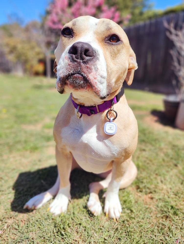 Honey, a Adoptable American Staffordshire Terrier in Claremont, CA image 4/8