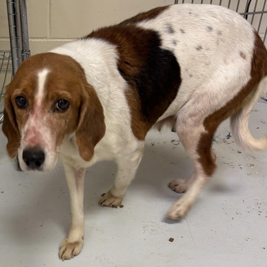 Holly, adoptable, Adult Female Hound.