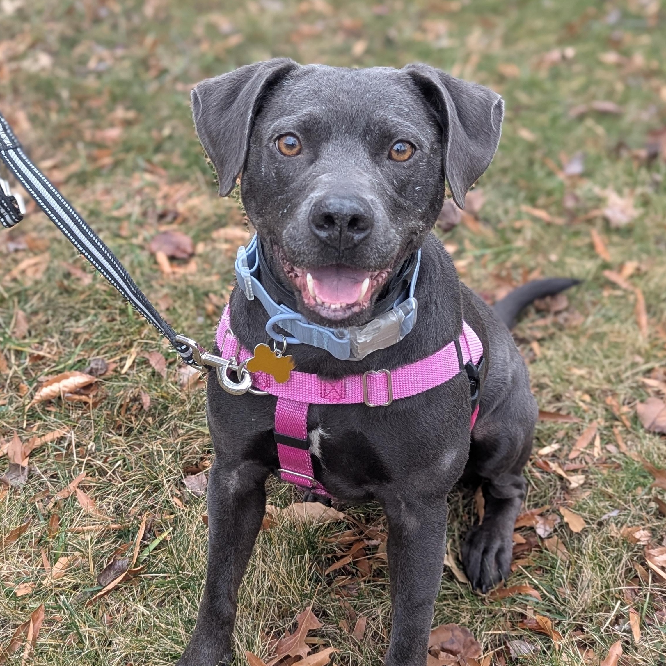 Truffles, Adoptable, Adult Female Pit Bull Terrier & Labrador Retriever.