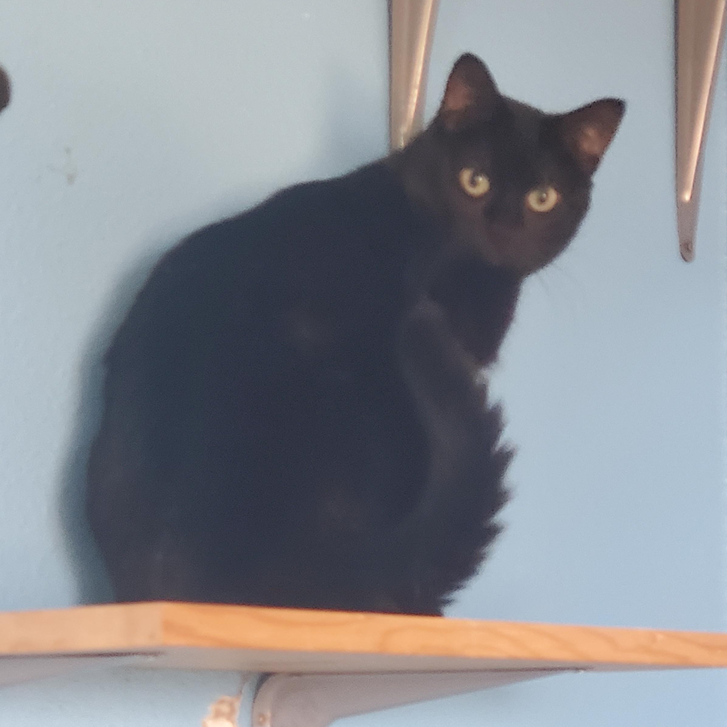 Gremlin, ADOPTABLE, Young Female American Shorthair.