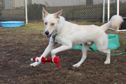 Enlarge Roscoe, a Adoptable mixed breed in Kansas City, MO image 1/2