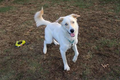 Enlarge Roscoe, a Adoptable mixed breed in Kansas City, MO image 2/2