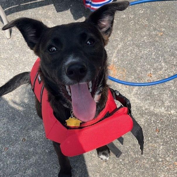 Enlarge Zz Baby Ari~ Courtesy, a Adoptable Labrador Retriever in Utica, MI image 1/3