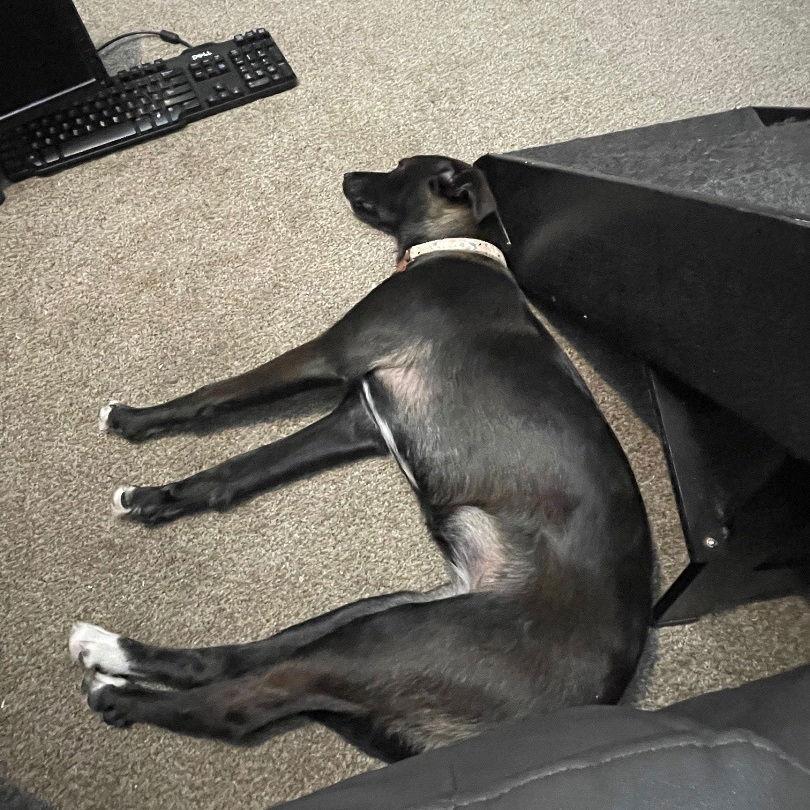 Enlarge Zz Baby Ari~ Courtesy, a Adoptable Labrador Retriever in Utica, MI image 2/3