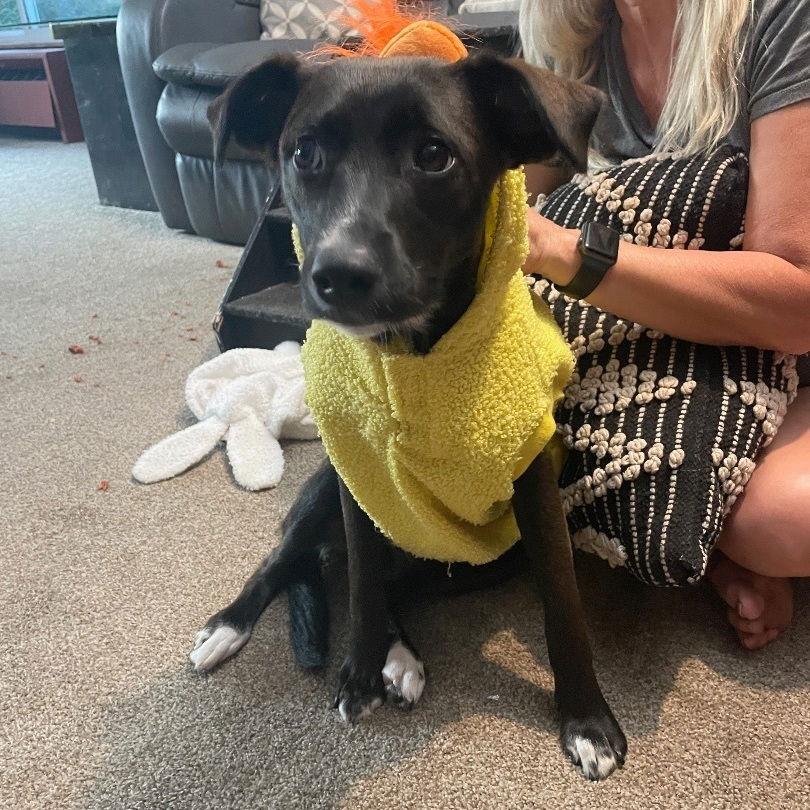 Enlarge Zz Baby Ari~ Courtesy, a Adoptable Labrador Retriever in Utica, MI image 3/3