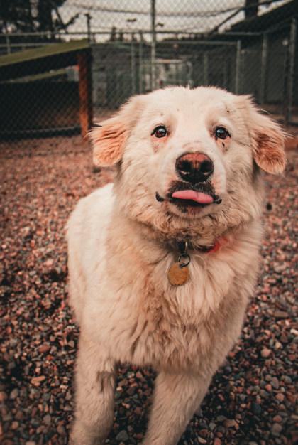 Enlarge Olaf, a ADOPTABLE Mixed Breed in Missoula, MT image 1/1