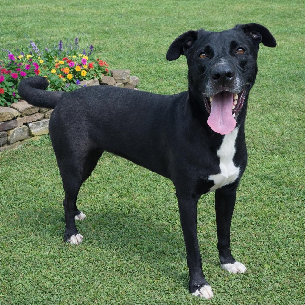 Blackie, a ADOPTABLE mixed breed in Heber Springs, AR image 2/2