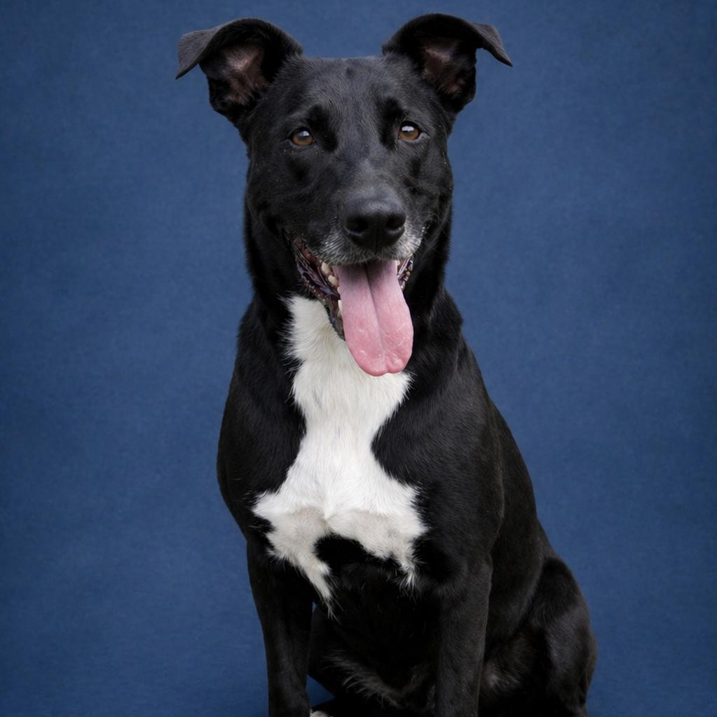 Blackie, a ADOPTABLE mixed breed in Heber Springs, AR image 1/2
