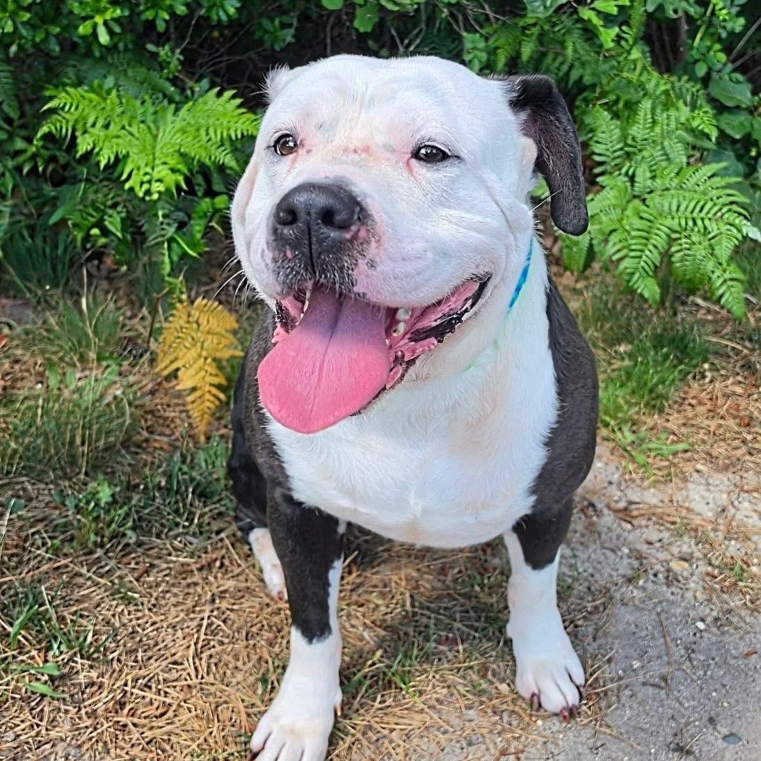 Gordo, ADOPTABLE, Adult Male American Bulldog & Labrador Retriever.