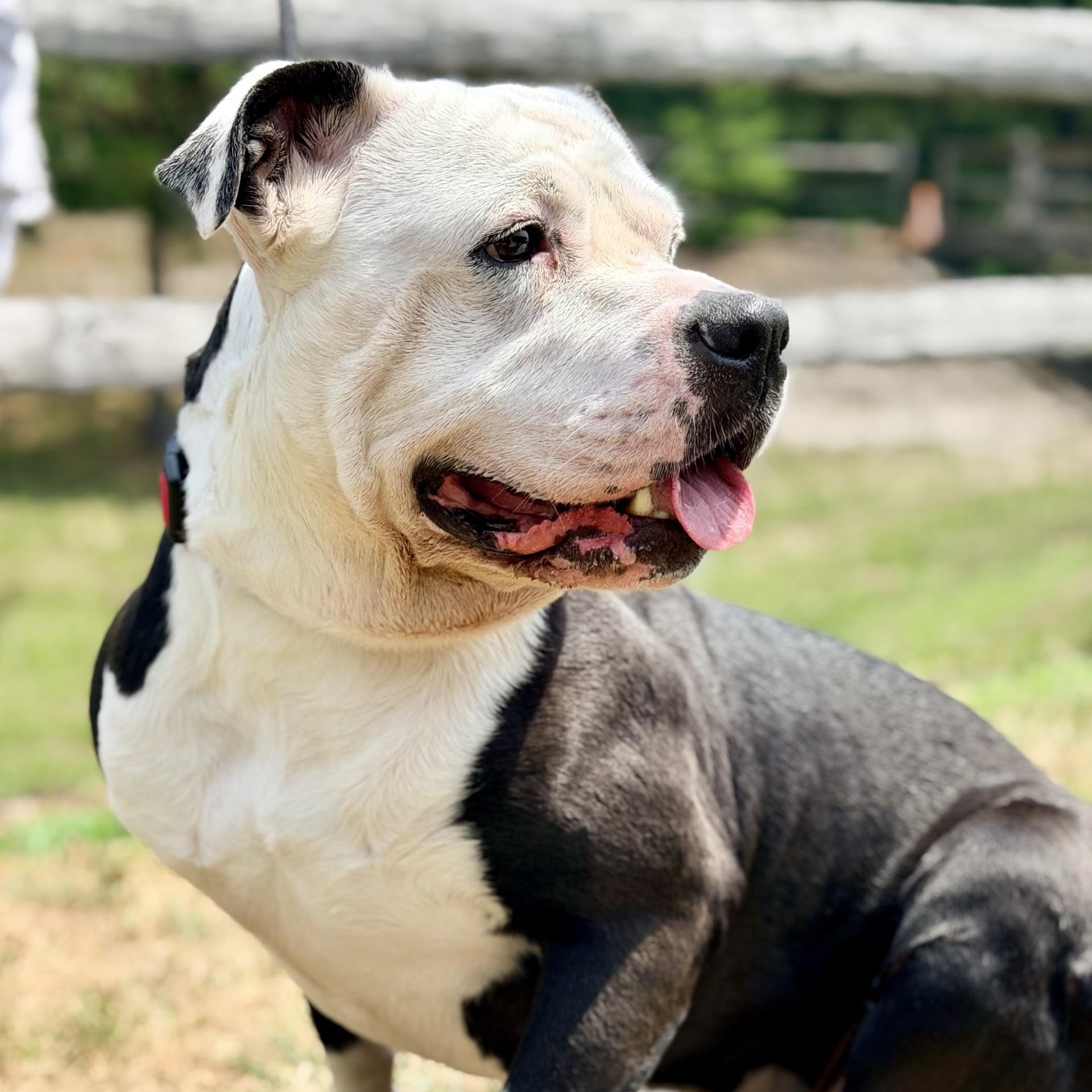 Enlarge Gordo, a ADOPTABLE mixed breed in Manahawkin, NJ image 2/3
