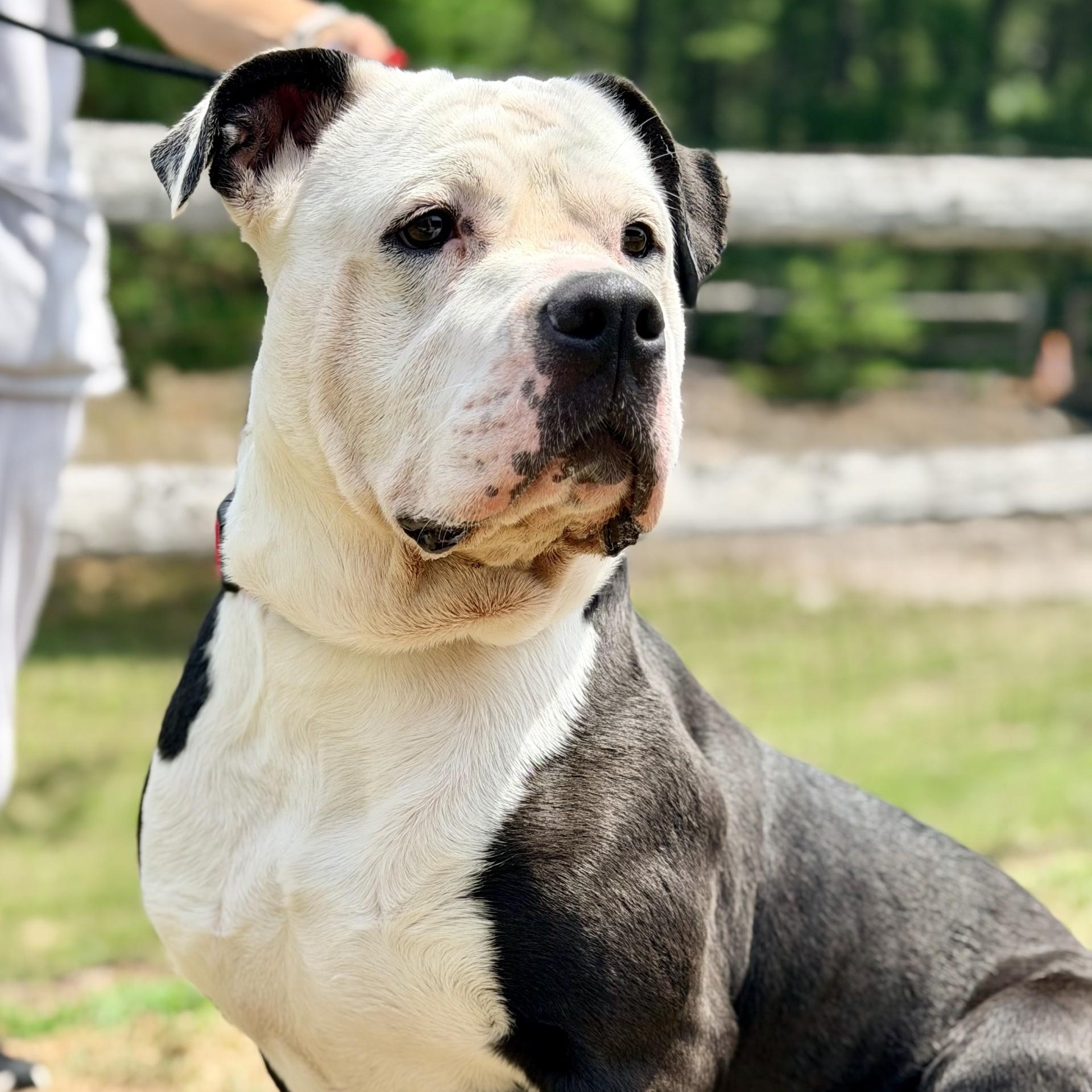 Gordo, ADOPTABLE, Adult Male American Bulldog & Labrador Retriever.