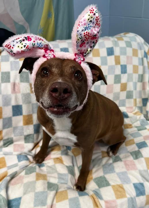 Sophie, ADOPTABLE, Senior Female Australian Cattle Dog / Blue Heeler.