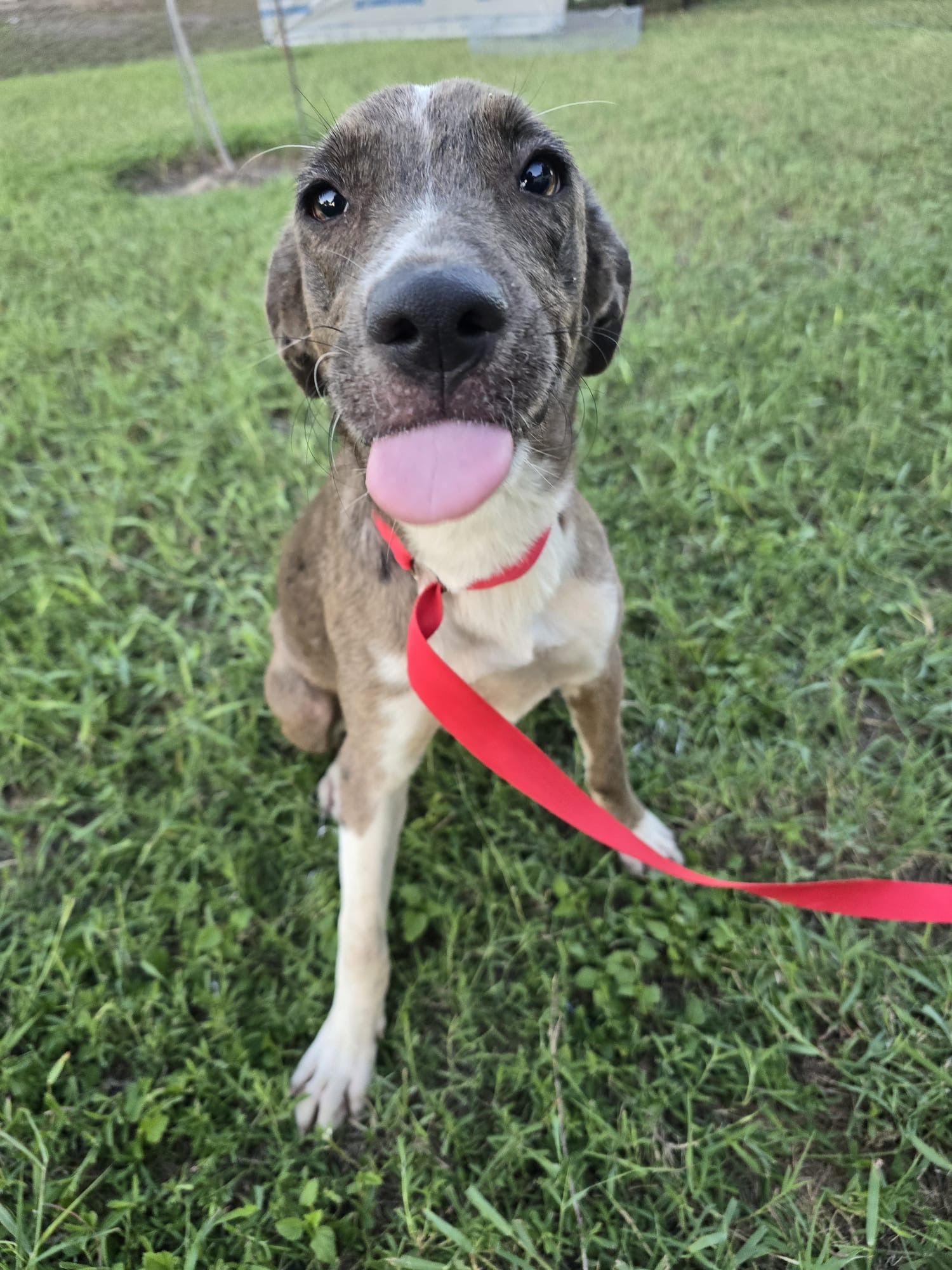 Dog for adoption Pepper, a Catahoula Leopard Dog Mix in Short Hills, NJ Petfinder